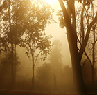 Misty Woods