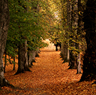 Tree Path
