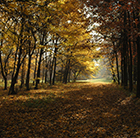 Tree Path