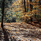 Woods
